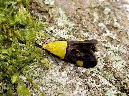 Oecophora bractella