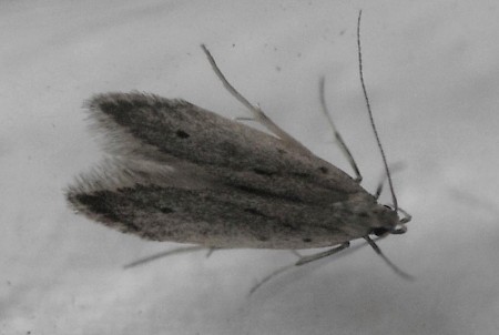 Monochroa niphognatha