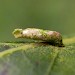 Larval case on Crataegus • Namur, Belgium • © Jean-Yves Baugn