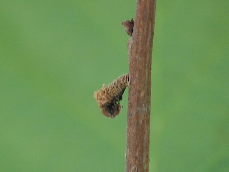 Coleophora fuscocuprella