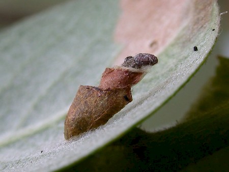 Coleophora lusciniaepennella
