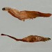 Penultimate instar larva • Chorlton, Greater Manchester, on Trifolium pratense • © Ben Smart