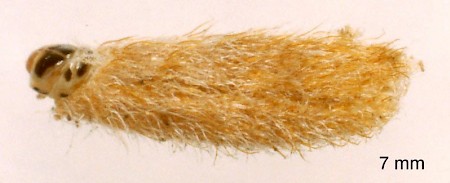 Coleophora albicosta