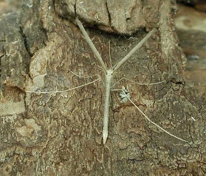 Pterophoridae