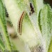 Feeding • Stem of Knautia bored by larva. • © Colin Hart