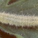 Larva • Final instar larva on Scabiosa columbaria. Imago reared. Gen. det. Colin Hart. • © Colin Hart