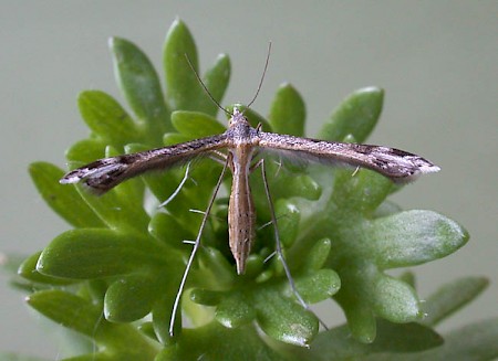 Saxifrage Plume Stenoptilia millieridactyla