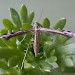 Adult • ex. larva, Mellor, Derbyshire • © Ian Kimber