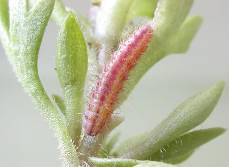 Saxifrage Plume Stenoptilia millieridactyla