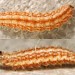 5mm larva • Larva on wild Saxifraga hypnoides. Derbyshire. May. Imago reared. • © Ian Smith
