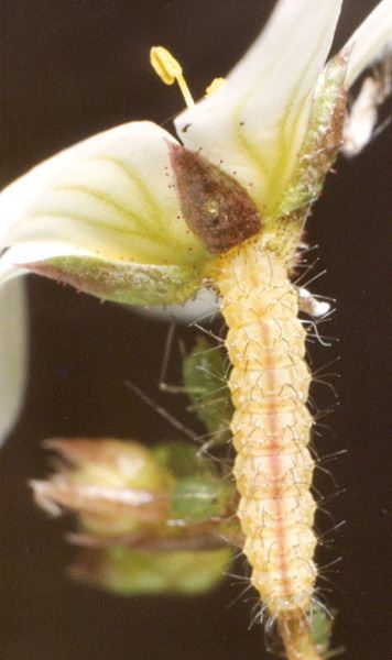 Saxifrage Plume Stenoptilia millieridactyla