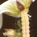 Feeding • Larva eating into base of flower of wild Saxifraga hypnoides. Derbyshire. May. Imago reared. • © Ian Smith