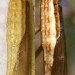Pupae • Ex larvae on wild Saxifraga hypnoides. Derbyshire. Imago reared. • © Ian Smith