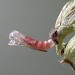 Pupal case • ex. larva, Mellor, Derbyshire • © Ian Kimber