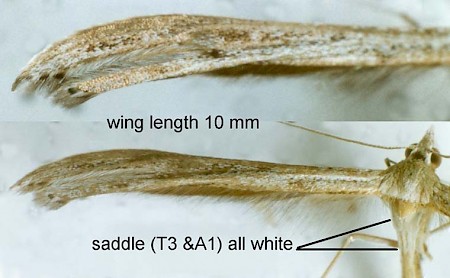 Dowdy Plume Stenoptilia zophodactylus