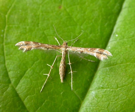 Breckland Plume Crombrugghia distans