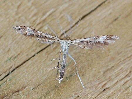 Breckland Plume Crombrugghia distans