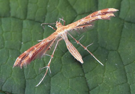 Scarce Light Plume Crombrugghia laetus