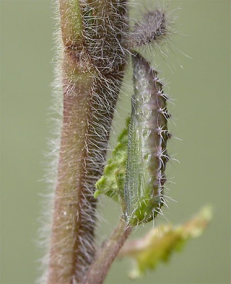 Wood-sage Plume Capperia britanniodactylus