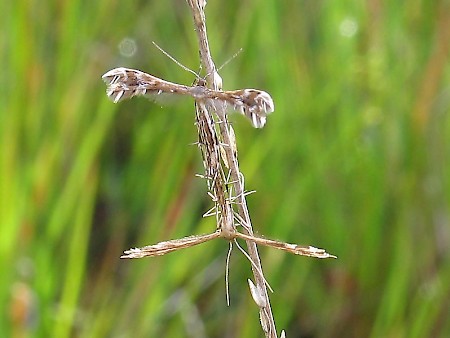 Sundew Plume Buckleria paludum