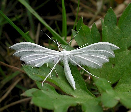 Adult • Upton Fen, Norfolk • © Peter Horsefield