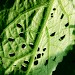 Larval feeding on Arctium minus • Roadley