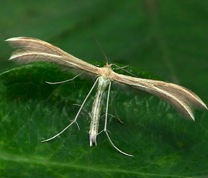 Adult • Juniper Hill, Gloucestershire. Gen. det PGC • © Patrick Clement