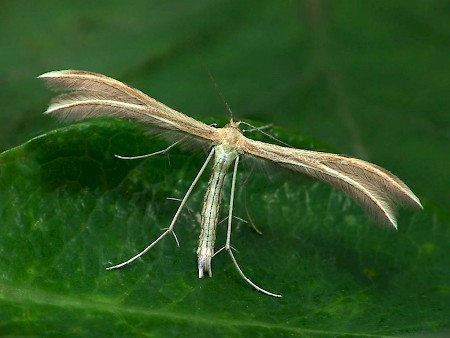 Dingy White Plume Merrifieldia baliodactylus