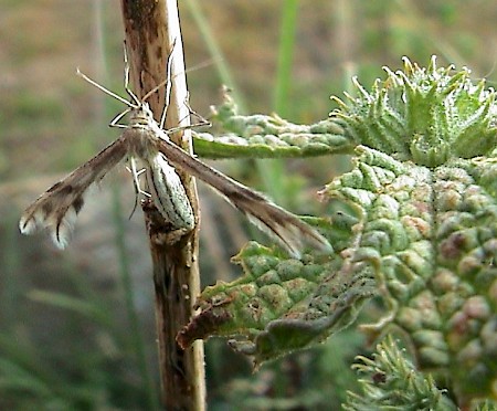 Horehound Plume Wheeleria spilodactylus