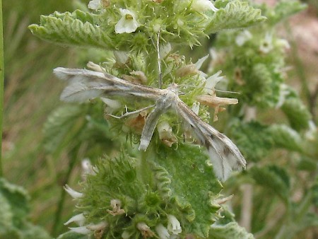 Horehound Plume Wheeleria spilodactylus