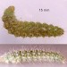 Larva • May and June.on Marrubium vulgare • © Ian Smith