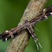 Adult • Cranham, Glos. Ex. Larva on wall lettuce • © Oliver Wadsworth