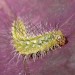 Larva • Cranham, Glos. • © Guy Meredith