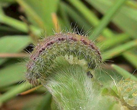 Dusky Plume Oidaematophorus lithodactyla