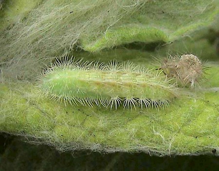 Dusky Plume Oidaematophorus lithodactyla