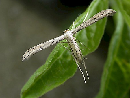 Plain Plume Hellinsia tephradactyla