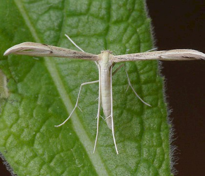 Adult • Edge Common, Gloucestershire • © Oliver Wadsworth