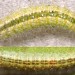 Larvae • On Calystegia. Upper; late May, Derbyshire, imagines emerged June. Lower; September, Cheshire, parasitized. • © Ian Smith