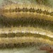 Larvae • On Calystegia. August. Imagines emerged September. Caernarvonshire. Note variation in pinacula. • © Ian Smith