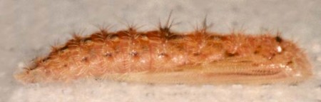 Common Plume Emmelina monodactyla