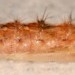 Pupa • August. Caernarvonshire. • © Ian Smith