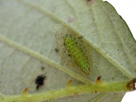 Schreckensteinia festaliella