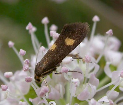 Adult • Beeston Regis Common, Norfolk • © Francis Farrow