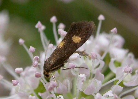 Phaulernis fulviguttella