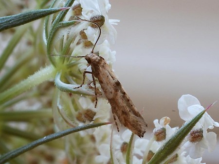 Epermenia aequidentellus