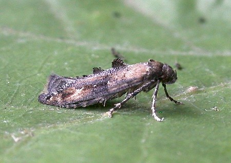 Epermenia chaerophyllella