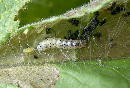 Epermenia chaerophyllella