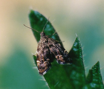 Choreutidae