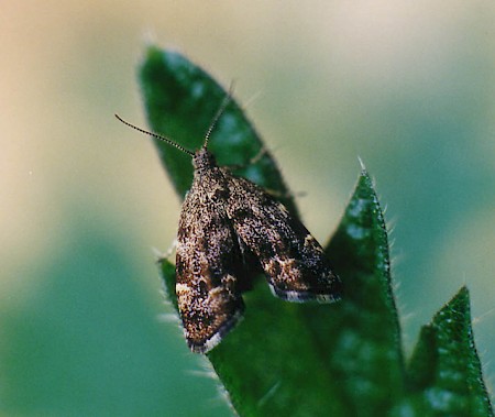 Anthophila fabriciana