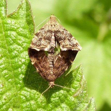 Anthophila fabriciana